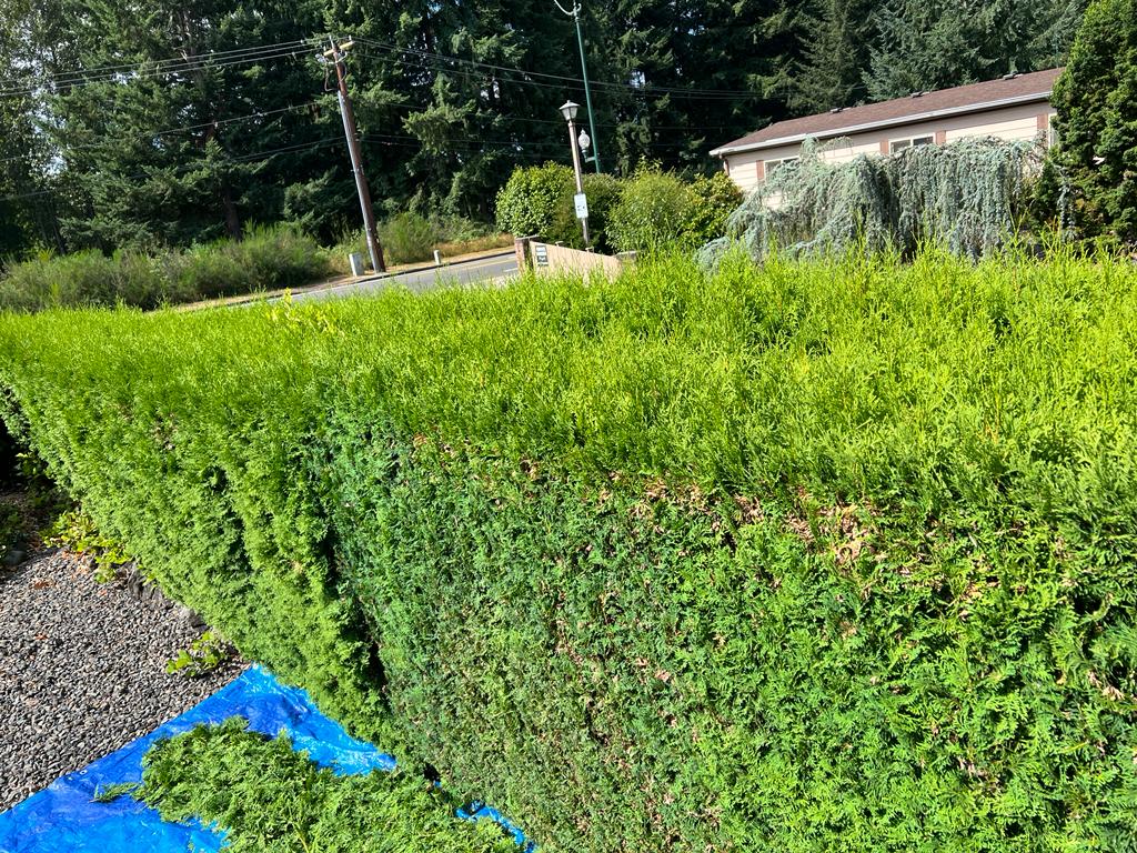 triming-bushes